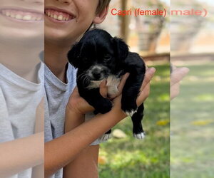 Poodle (Miniature)-Unknown Mix Dogs for adoption in Davis, CA, USA