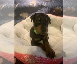 Small Photo #3 Doberman Pinscher Puppy For Sale in MONROE CITY, MO, USA