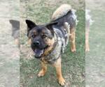 Small Akita-Chow Chow Mix