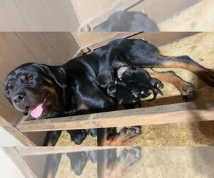 Rottweiler Puppy for sale in DAYTON, VA, USA
