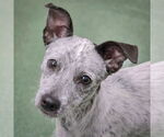 Small #1 Mutt