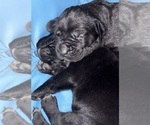 Small #4 Cane Corso