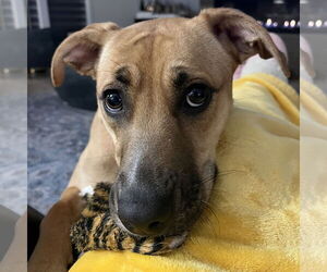 Mutt Dogs for adoption in Fargo, ND, USA