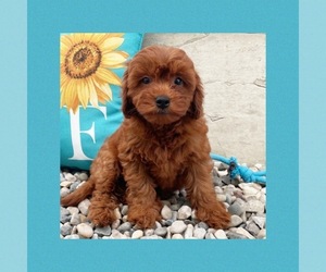 Cavapoo Puppy for Sale in LOS ANGELES, California USA