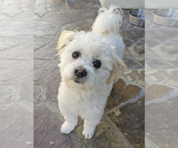 Medium Photo #3 Maltese Puppy For Sale in Mission Viejo, CA, USA