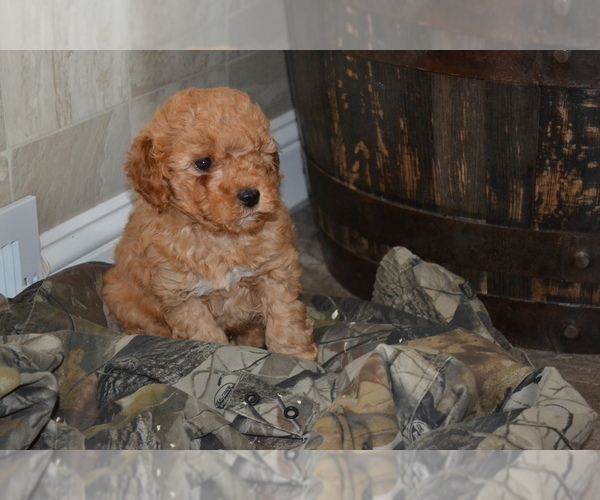 Medium Photo #2 Poodle (Miniature) Puppy For Sale in GREENWOOD, WI, USA