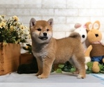 Small Photo #8 Shiba Inu Puppy For Sale in NEWARK, DE, USA