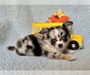 Chihuahua Puppy for sale in NEWVILLE, PA, USA