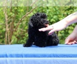 Small #12 Poodle (Toy)
