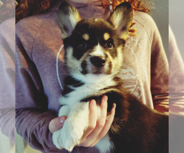 Medium Photo #2 Pembroke Welsh Corgi Puppy For Sale in GRAHAM, WA, USA