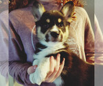 Small #1 Pembroke Welsh Corgi