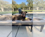 Small #12 Labrador Retriever Mix