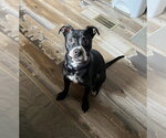 Ruby - Female Mutt Dog for Adoption - Small photo