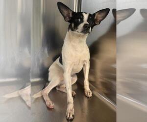 Rat Terrier-Unknown Mix Dogs for adoption in Salisbury, NC, USA