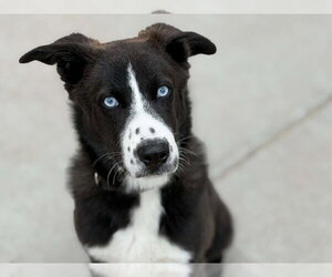 Border Collie-Unknown Mix Dogs for adoption in Tulsa, OK, USA