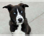 Small Border Collie Mix