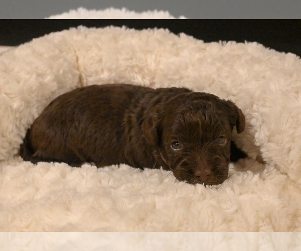 Medium Photo #5 Havapoo Puppy For Sale in GUTHRIE, KY, USA