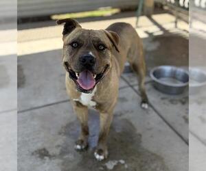 Mutt Dogs for adoption in Modesto, CA, USA