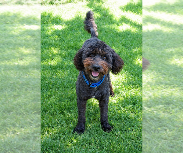 Medium Photo #4 Poodle (Miniature)-Wheaten Terrier Mix Puppy For Sale in Grovertown, IN, USA