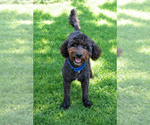 Small #3 Poodle (Miniature)-Wheaten Terrier Mix