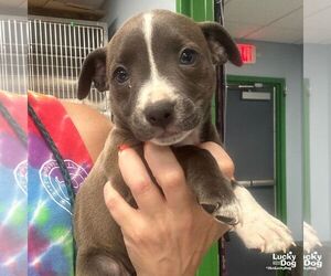 Mutt Dogs for adoption in Washington, DC, USA