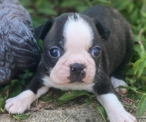 Boston Terrier Puppy for sale in HICKORY, NC, USA