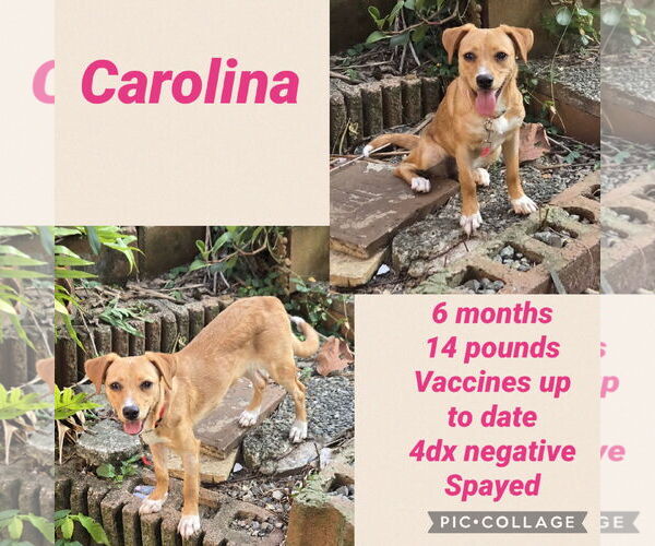 Medium Photo #6 Labrador Retriever-Unknown Mix Puppy For Sale in Virginia Beach, VA, USA