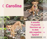 Small #5 Labrador Retriever Mix