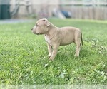 Small Photo #13 American Bully Puppy For Sale in OVERLAND, KS, USA