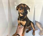 Small Shepweiller