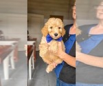 Small #4 Poodle (Standard)