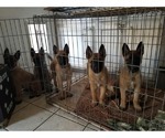 Small Photo #10 Belgian Malinois Puppy For Sale in KATY, TX, USA