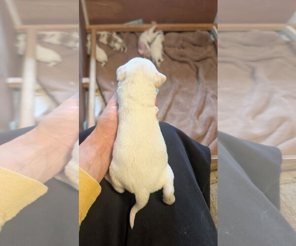 Medium Photo #2 Beagle-Colonial Cocker Spaniel Mix Puppy For Sale in Fort Worth, TX, USA