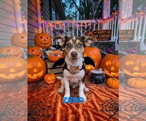 Chihuahua-Unknown Mix Dogs for adoption in Brooksville, FL, USA