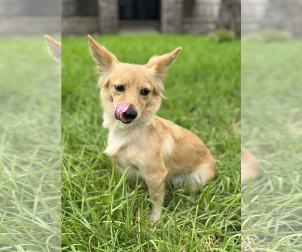 Medium Photo #4 Dachshund-Unknown Mix Puppy For Sale in PIPE CREEK, TX, USA