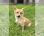 Small #3 Dachshund Mix
