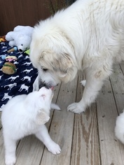 Mother of the Great Pyrenees puppies born on 07/14/2018
