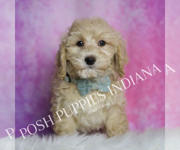 Medium Photo #2 Maltipoo Puppy For Sale in WARSAW, IN, USA