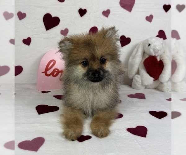 Medium Photo #2 Pomeranian Puppy For Sale in GREENFIELD, IN, USA