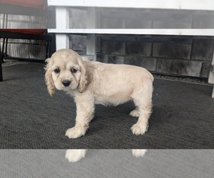 Cocker Spaniel Puppy for sale in GOSHEN, IN, USA