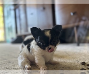 Chihuahua Puppy for sale in CANTON, GA, USA