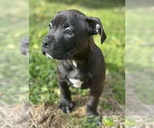 American Bully Puppy for sale in LANCASTER, PA, USA