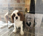 Puppy 4 Cavalier King Charles Spaniel