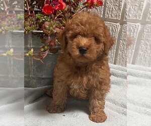 Goldendoodle Puppy for sale in FROSTPROOF, FL, USA