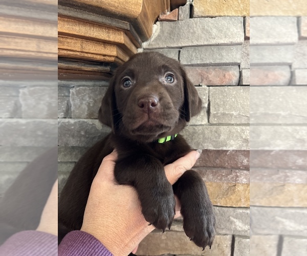 Medium Photo #6 Labrador Retriever Puppy For Sale in MC LEANSBORO, IL, USA