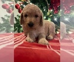 Small Photo #18 Goldendoodle Puppy For Sale in FLOWERY BRANCH, GA, USA