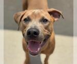 Small American Pit Bull Terrier Mix