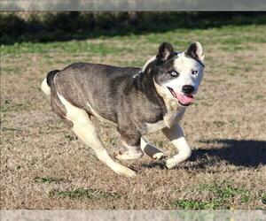 Siberian Husky-Unknown Mix Dogs for adoption in Grovetown, GA, USA