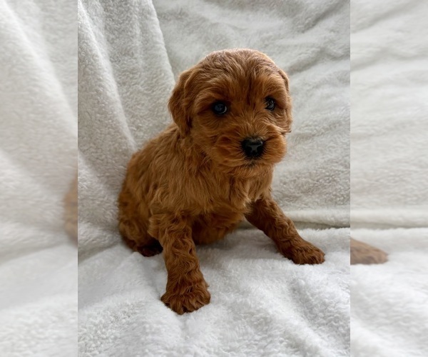 Medium Photo #3 Goldendoodle (Miniature) Puppy For Sale in FAIR HAVEN, MI, USA