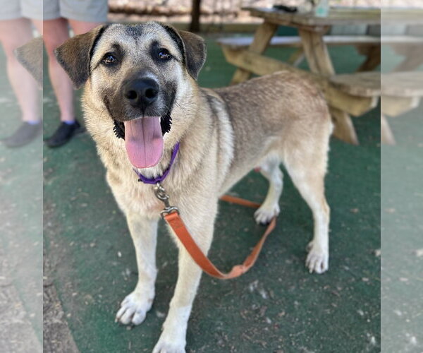 Medium Photo #4 Anatolian Shepherd-Unknown Mix Puppy For Sale in Clarkesville, GA, USA